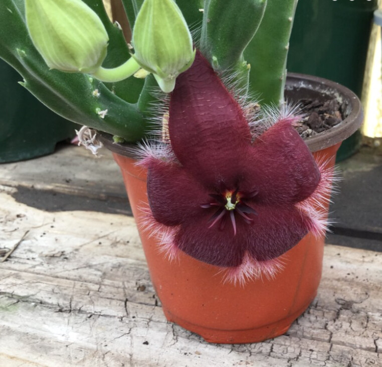 This is Stapelia Grandiflora. The common name for this is Giant Toad Plant. Whimsy and Wonder Seeds sells the freshest of rare plant seeds. Other Common names for this rare succulent plant are: Stapelia Grandiflora: Giant Toad Plant, Toad Lily, Giant Toad Plant, Tricyrtis, Lily of the Valley Bush . Check this Giant Toad Plant (Stapelia Grandiflora) out along with all of  our other succulent plant seeds here at Whimsy and Wonder Seeds. We ship these succulent plants  seeds from Canada to anywhere in the World.
