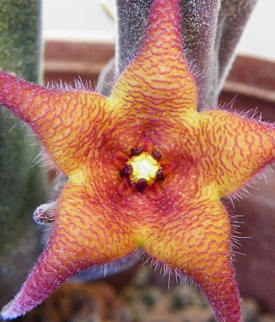This is Stapelia Rufa. The common name for this is Carrion Starfish Flower Plant. Whimsy and Wonder Seeds sells the freshest of rare plant seeds. Other Common names for this rare succulent plant are: Carrion Starfish Flower Plant: Stapelia gigantea, Starfish Flower, Zulu Giant. Check this Carrion Starfish Flower Plant (Stapelia Rufa) out along with all of  our other succulent plant seeds here at Whimsy and Wonder Seeds. We ship these succulent plants  seeds from Canada to anywhere in the World.
