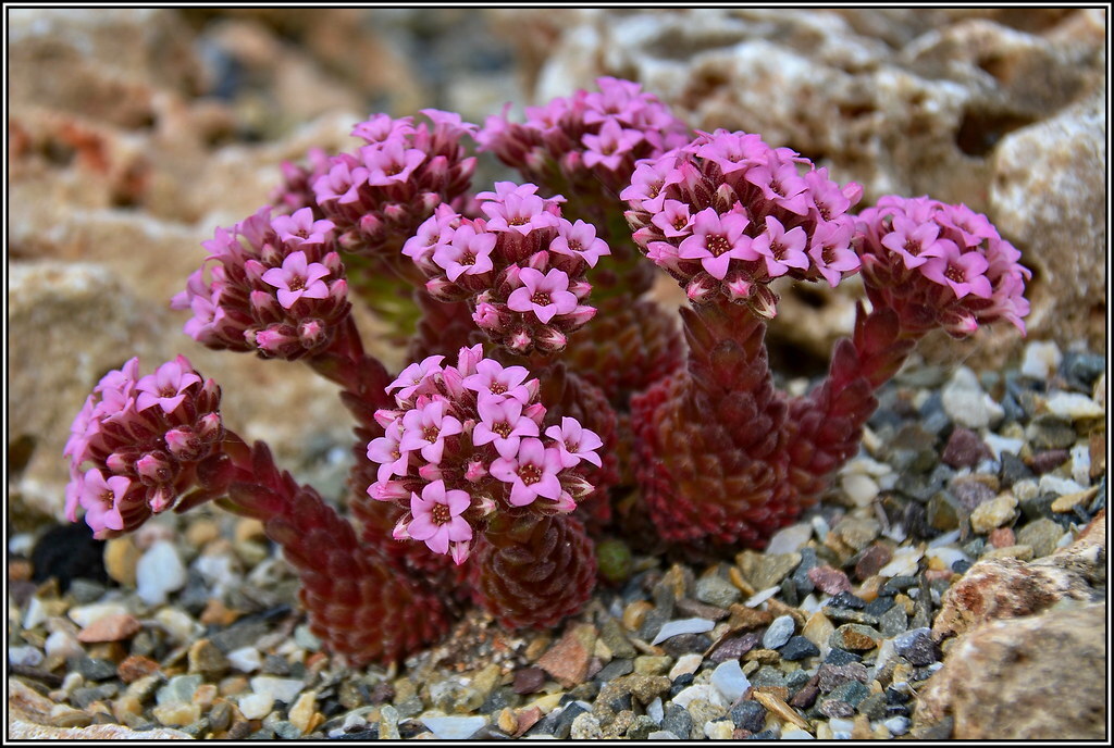 Sedum Pilosum