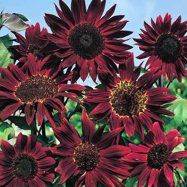 Helianthus annuus 'Claret'