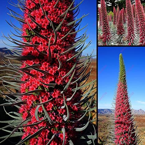 Echium Wildpretii 'Red'