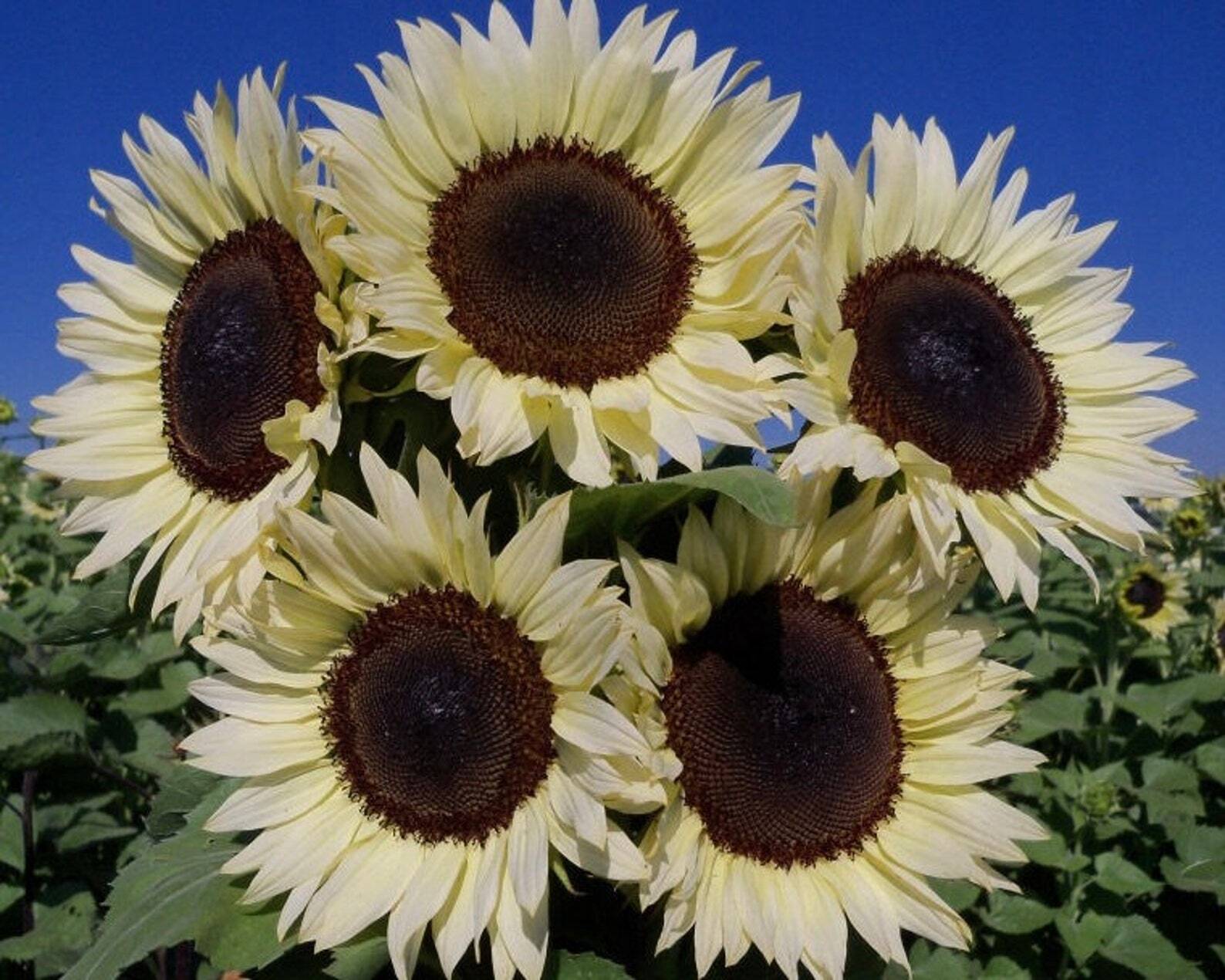 Helianthus Debilis ' Italian White'