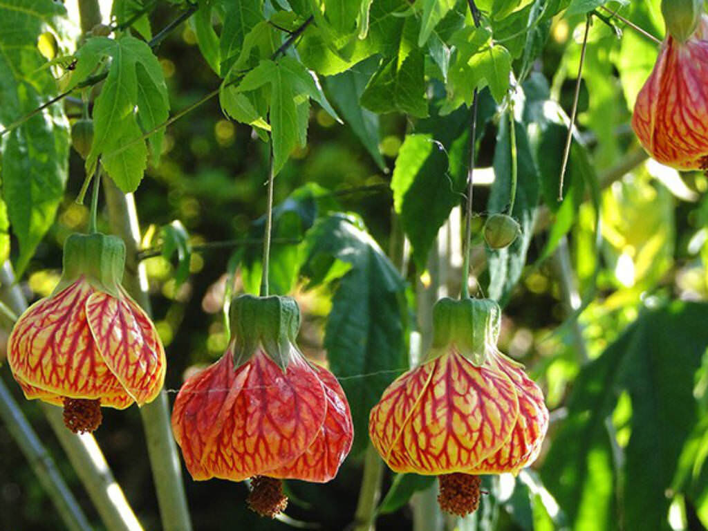 This is Abutilon striatum. The common name for this is Red Vein Chinese Lanterns. Whimsy and Wonder Seeds sells the freshest of rare seeds. Other Common names for this rare plant species are:Red Vein Chinese Lanterns: Red Chinese lanterns, Red vein abutilon. Check this Red Vein Chinese Lanterns (Abutilon striatum) out along with all of our other rare  and exotics plant seeds here at Whimsy and Wonder Seeds. We ship these rare seeds from Canada to anywhere in the World.
