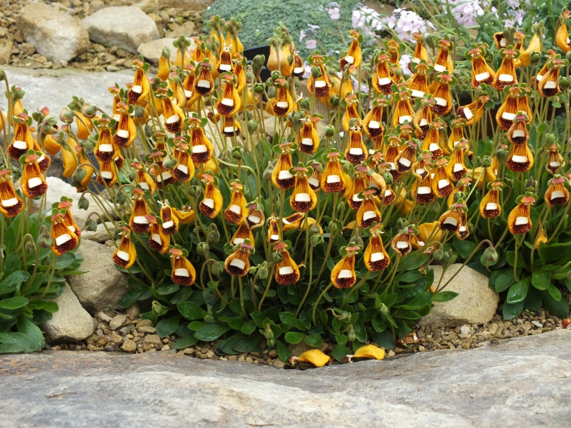 Calceolaria Fothergillii