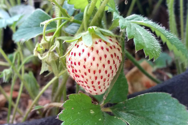 Fragaria vesca "White Soul"
