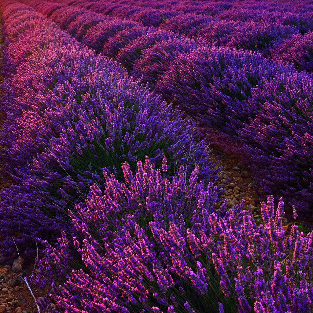 This is Lavandula angustifolia. The common name for this is English Lavender. Whimsy and Wonder Seeds sells the freshest of rare seeds. Other Common names for this rare plant species are: English Lavender: Lavandula angustifolia (also known as True Lavender or Common Lavender). Check this English Lavender (Lavandula angustifolia) out along with all of our other rare  and exotics plant seeds here at Whimsy and Wonder Seeds. We ship these rare seeds from Canada to anywhere in the World.
