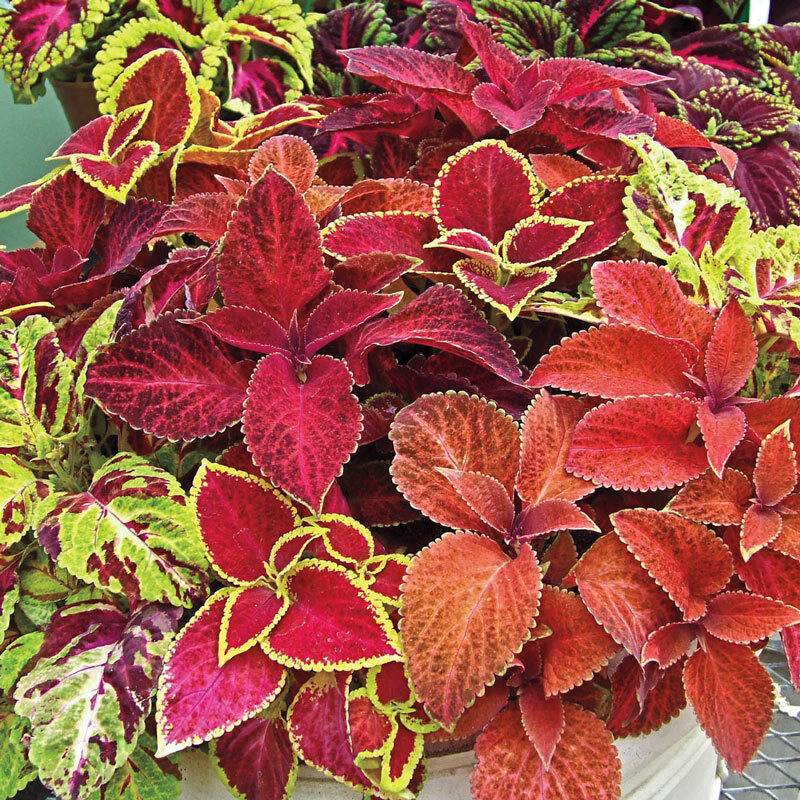 Solenostemon scutellarioides