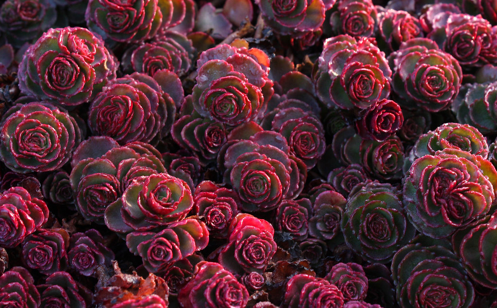 Sedum-spurium 'Coccineum'