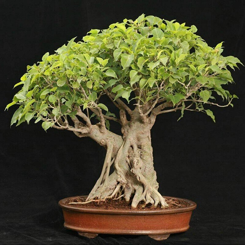 This is Ficus religiosa. The common name for this is Wisdon Tree - Tree of Buddah. Whimsy and Wonder Seeds sells the freshest of rare plant seeds. Other Common names for this rare bonsai tree plant are:  Wisdom Tree - Tree of Buddah: Bodhi Tree, Ficus Religiosa, Sacred Fig, Peepal Tree. Check this Wisdon Tree - Tree of Buddah (Ficus religiosa) out along with all of  our other Bonsai Trees plant seeds here at Whimsy and Wonder Seeds. We ship these bonsai tree plants  seeds from Canada to anywhere in the World.