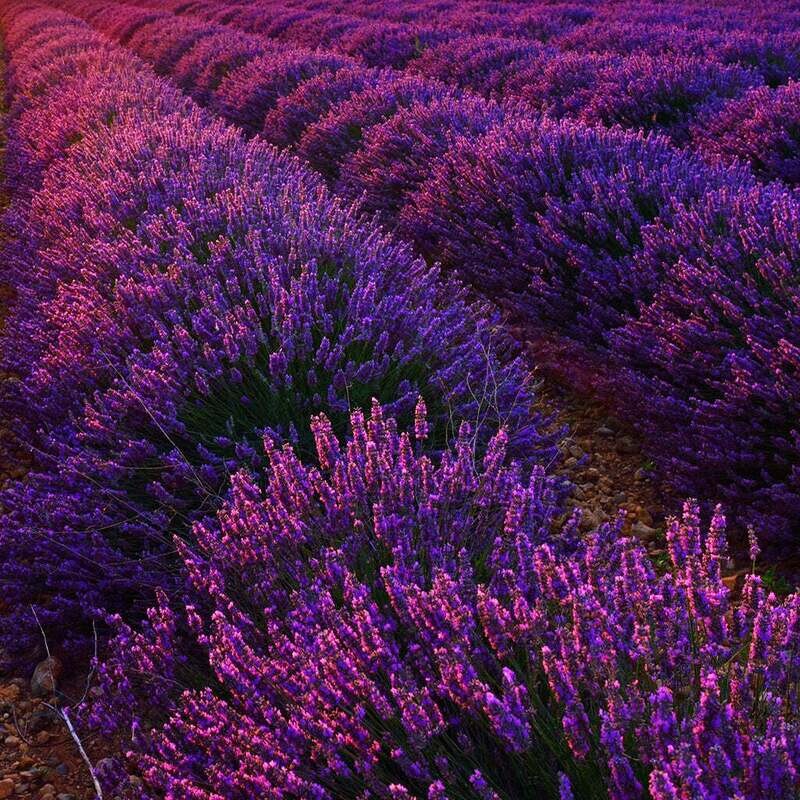 This is Lavandula angustifolia. The common name for this is English Lavender. Whimsy and Wonder Seeds sells the freshest of rare seeds. Other Common names for this rare plant species are: English Lavender: Lavandula angustifolia (also known as True Lavender or Common Lavender). Check this English Lavender (Lavandula angustifolia) out along with all of our other rare  and exotics plant seeds here at Whimsy and Wonder Seeds. We ship these rare seeds from Canada to anywhere in the World.