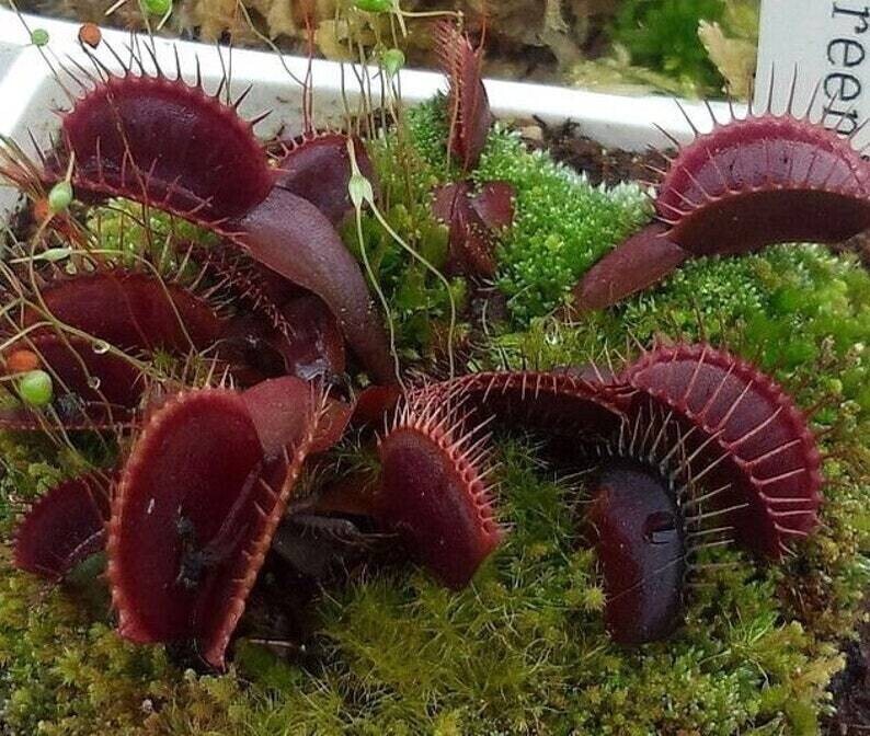 This is Dionaea muscipula. The common name for this is Venus Fly Trap &#39;Super Red&#39;. Whimsy and Wonder Seeds sells the freshest of rare plant seeds. Other Common names for this rare insectivorous plant are: Dionaea muscipula &#39;B52&#39;: Giant Venus Flytrap, Venus Flytrap, Giant Venus Flytrap, Carnivorous Plant, Insectivorous Plant. Check this Venus Fly Trap &#39;Super Red&#39; (Dionaea muscipula) out along with all of our other carnivorous plant seeds here at Whimsy and Wonder Seeds. We ship these carnivorous plants seeds from Canada to anywhere in the World.