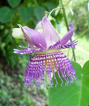 Passiflora seemanii