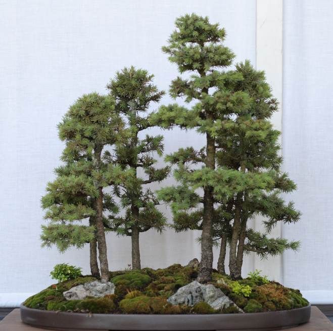 Picea glauca