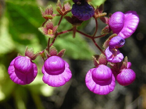 This is Calceolaria purpurea. The common name for this is Pocketbook Flower. Whimsy and Wonder Seeds sells the freshest of rare seeds. Other Common names for this rare plant species are: Pocketbook Flower: Pocketbook plant, Slipper flower, Calceolaria uniflora. Check this Pocketbook Flower (Calceolaria purpurea) out along with all of our other rare  and exotics plant seeds here at Whimsy and Wonder Seeds. We ship these rare seeds from Canada to anywhere in the World.