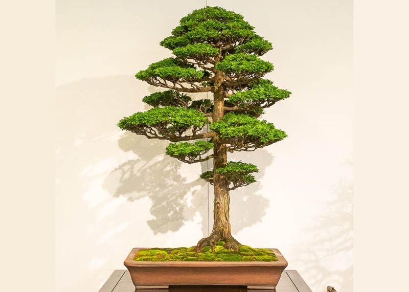Chamaecyparis obtusa
