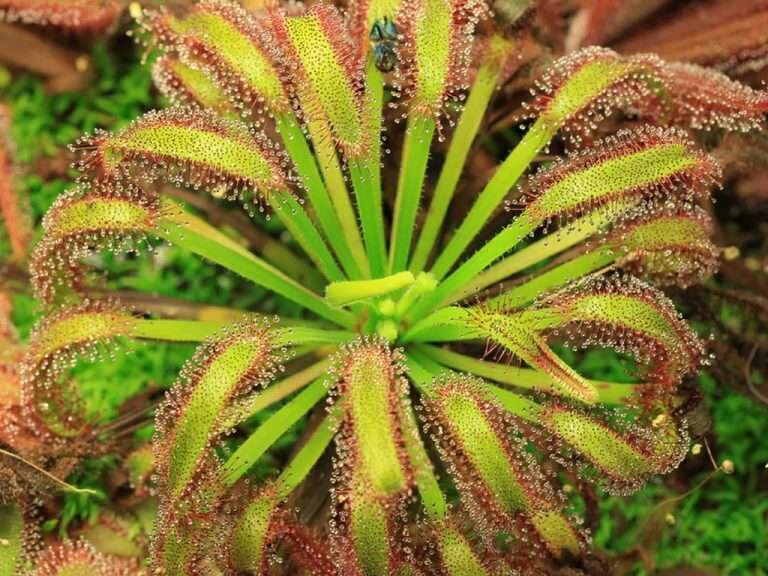 This is Drosera capensis &#39;Broad Leaf&#39;. The common name for this is Cape Sundew &#39;Broadlead&#39;. Whimsy and Wonder Seeds sells the freshest of rare plant seeds. Other Common names for this rare insectivorous plant are: Cape Sundew &#39;Broadlead&#39;: Drosera capensis, Sundew, South African Sundew. Check this Cape Sundew &#39;Broadlead&#39; (Drosera capensis &#39;Broad Leaf&#39;) out along with all of our other carnivorous plant seeds here at Whimsy and Wonder Seeds. We ship these carnivorous plants  seeds from Canada to anywhere in the World.
