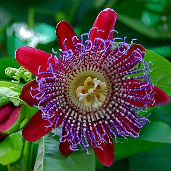 Passiflora quadrangularis