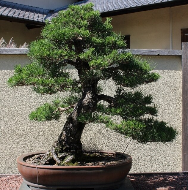 Pinus thunbergii