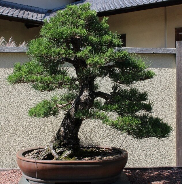 This is Pinus thunbergii. The common name for this is Black Pine Bonsai Tree. Whimsy and Wonder Seeds sells the freshest of rare plant seeds. Other Common names for this rare bonsai tree plant are:  Black Pine Bonsai Tree, Japanese Black Pine, Pinus Thunbergii. Check this Black Pine Bonsai Tree (Pinus thunbergii) out along with all of  our other Bonsai Trees plant seeds here at Whimsy and Wonder Seeds. We ship these bonsai tree plants  seeds from Canada to anywhere in the World.