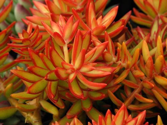 Sedum adolphii