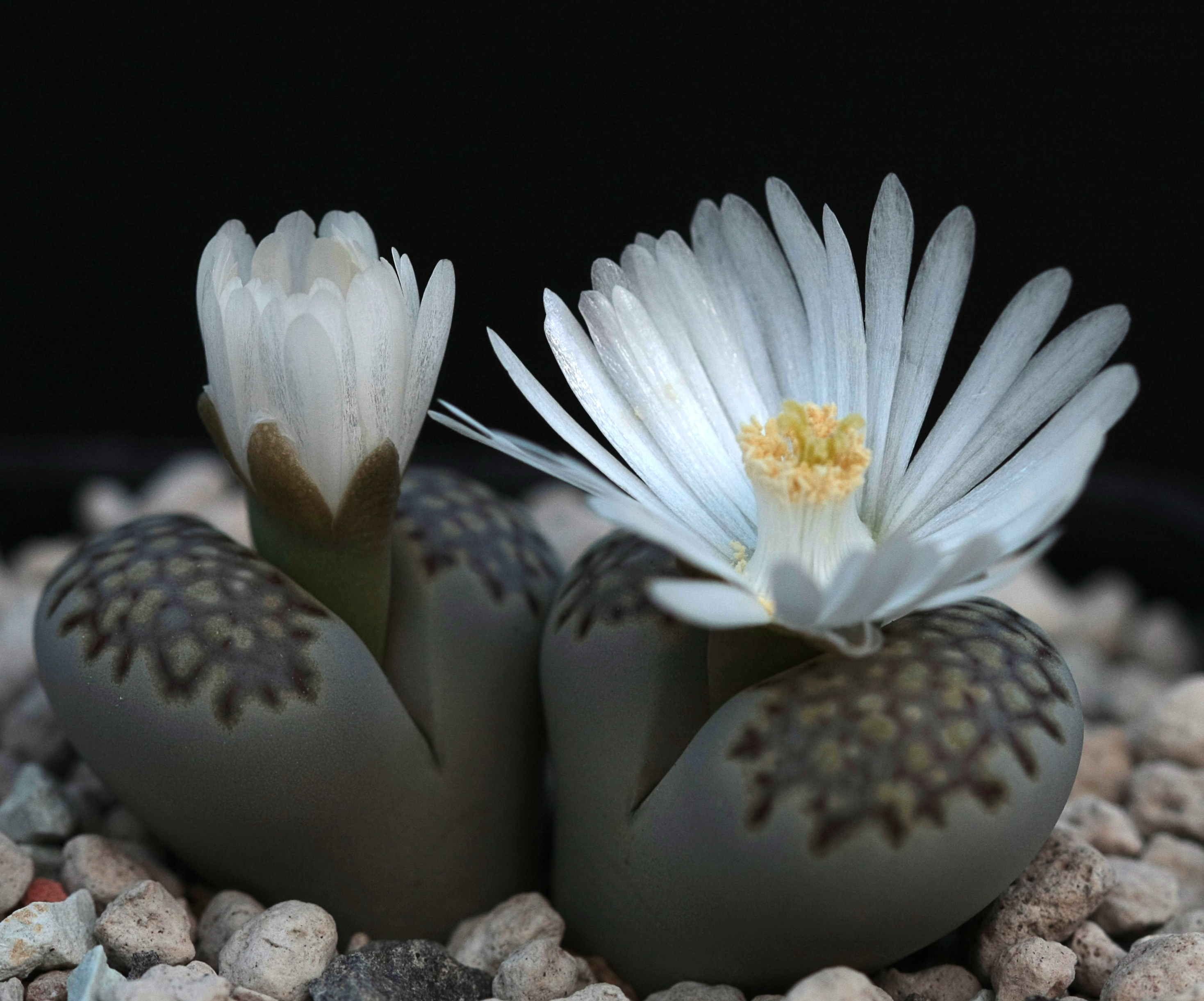 Lithops juli ssp. fulleri