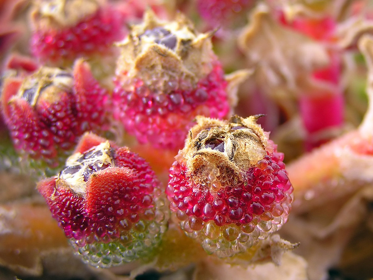 Mesembryanthemum crystallinum