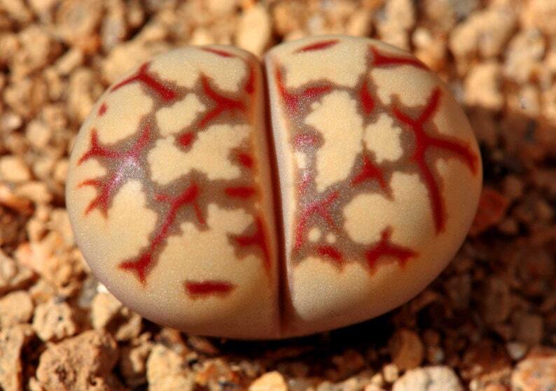 Lithops dorotheae
