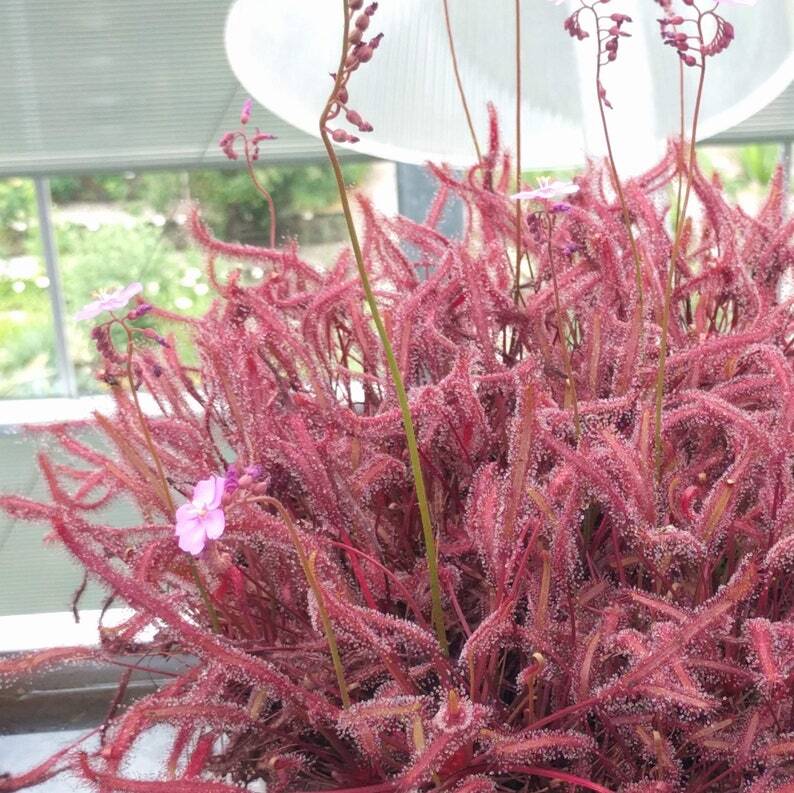 Drosera capensis "maroon"