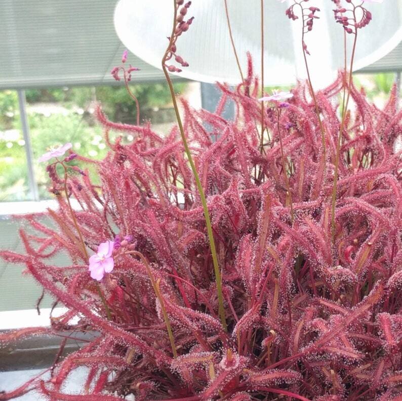 Maroon Cape Sundew This is Drosera capensis "maroon". The common name for this is Maroon Cape Sundew. Whimsy and Wonder Seeds sells the freshest of rare plant seeds. Other Common names for this rare insectivorous plant are: Cape Sundew, Red Sundew, Maroon Sundew. Check this Maroon Cape Sundew (Drosera capensis "maroon") out along with all of our other carnivorous plant seeds here at Whimsy and Wonder Seeds. We ship these carnivorous plants seeds from Canada to anywhere in the World.