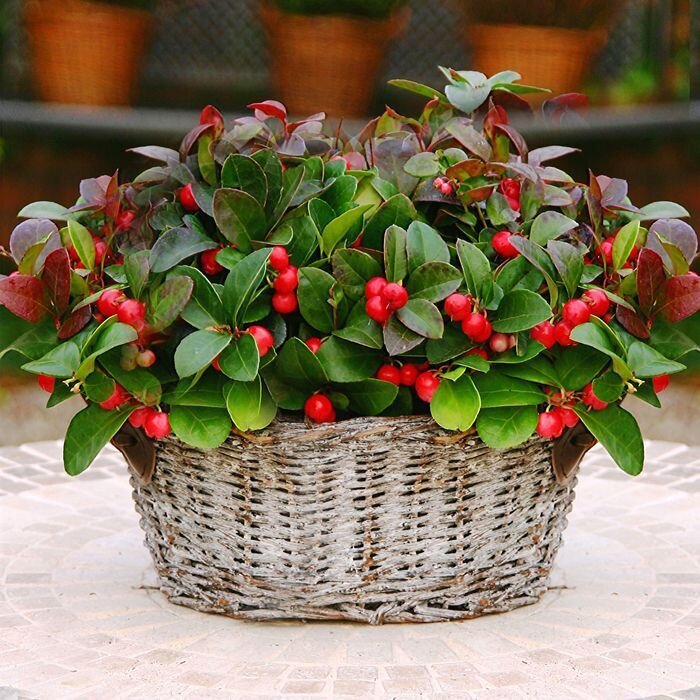 This is Gaultheria procumbens . The common name for this is Wintergreen. Whimsy and Wonder Seeds sells the freshest of rare fruit seeds. Other Common names for this exotic fruit species are: Wintergreen: Eastern Teaberry, Checkerberry, Mountain Tea, Gaultheria Procumbens. Check this Wintergreen (Gaultheria procumbens ) out along with all of our other Rare  and Exotic Fruit plant seeds here at Whimsy and Wonder Seeds. We ship these exotic fruit plants seeds  from Canada to anywhere in the World.