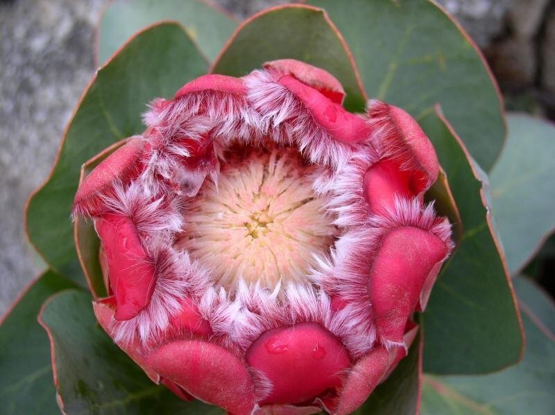 This is Protea grandiceps. The common name for this is Red Sugarbush. Whimsy and Wonder Seeds sells the freshest of rare seeds. Other Common names for this rare plant species are: Red Sugarbush: Scarlet sugarbush, Red protea. Check this Red Sugarbush (Protea grandiceps ) out along with all of our other rare  and exotics plant seeds here at Whimsy and Wonder Seeds. We ship these rare seeds from Canada to anywhere in the World.
