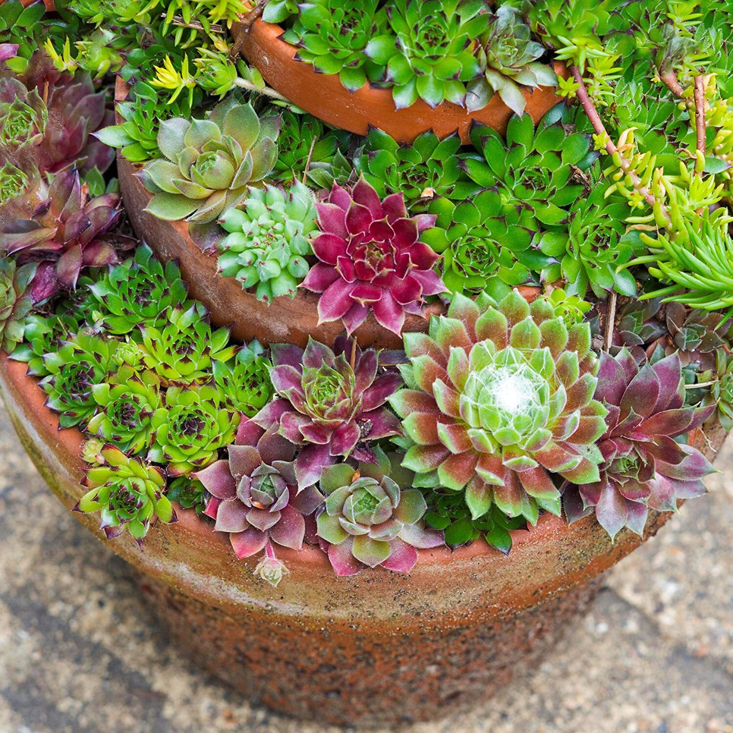Sempervivum spp.