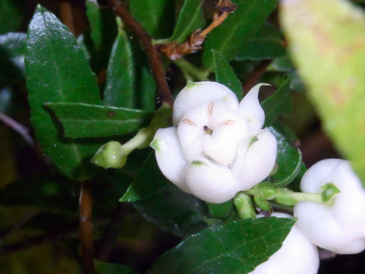 Gaultheria depressa 