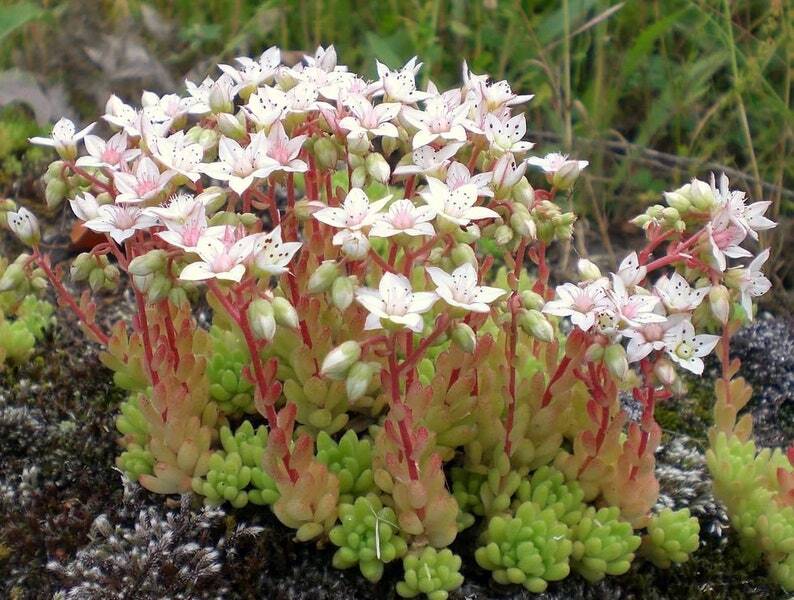 Sedum album