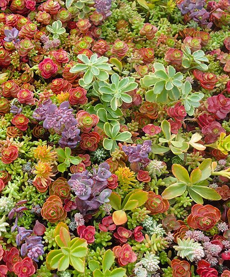 Sedum spp.