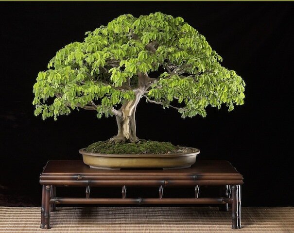 This is Albizia saman. The common name for this is Rain Bonsai Tree. Whimsy and Wonder Seeds sells the freshest of rare plant seeds. Other Common names for this rare bonsai tree plant are: Rain Bonsai Tree - Podocarpus macrophyllus, Buddhist Pine, Yew Pine. Check this Rain Bonsai Tree  (Albizia saman) out along with all of  our other Bonsai Trees plant seeds here at Whimsy and Wonder Seeds. We ship these bonsai tree plants  seeds from Canada to anywhere in the World.