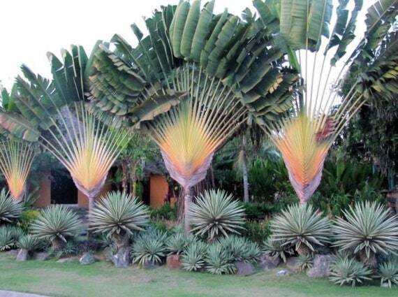 Ravenala madagascarensis
