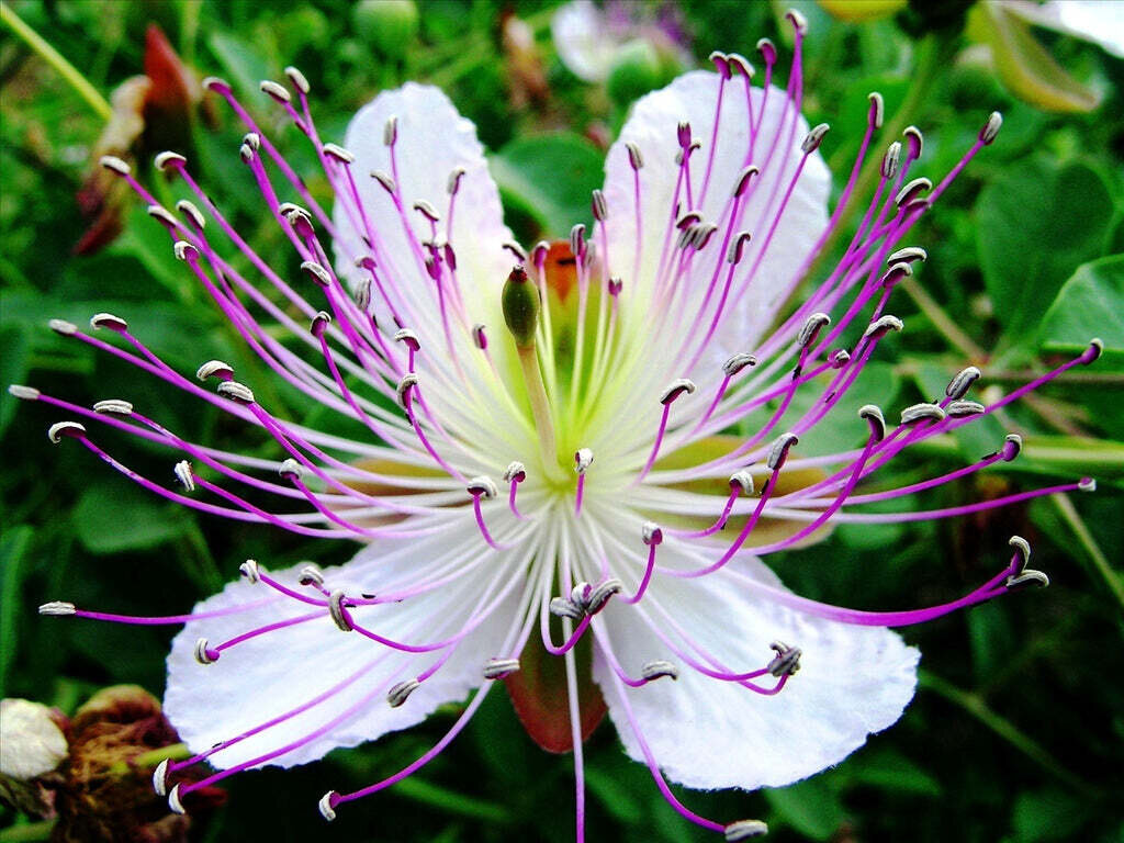 This is Capparis spinosa. The common name for this is Caper Bush. Whimsy and Wonder Seeds sells the freshest of rare seeds. Other Common names for this rare plant species are: Caper Bush: Capparis spinosa, Flinders Rose, Caperberry. Check this Caper Bush (Capparis spinosa) out along with all of our other rare  and exotics plant seeds here at Whimsy and Wonder Seeds. We ship these rare seeds from Canada to anywhere in the World.