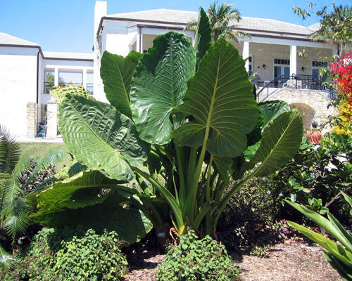 This is Alocasia macrorrhiza. The common name for this is Giant Taro. Whimsy and Wonder Seeds sells the freshest of rare seeds. Other Common names for this rare plant species are: Alocasia macrorrhiza: Giant Taro, Taro, Elephant Ear Taro, Colocasia, Wild Cocoyam, Eddoe, Dasheen. Check this Giant Taro (Alocasia macrorrhiza) out along with all of our other rare  and exotics plant seeds here at Whimsy and Wonder Seeds. We ship these rare seeds from Canada to anywhere in the World.