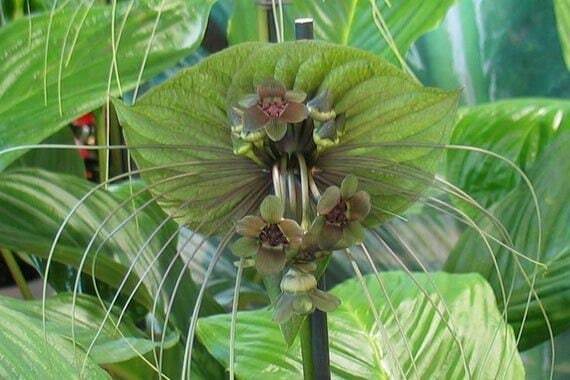 Tacca plantaginea