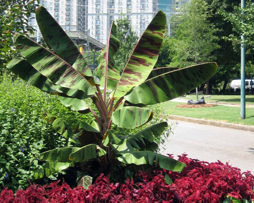 Musa zebrina