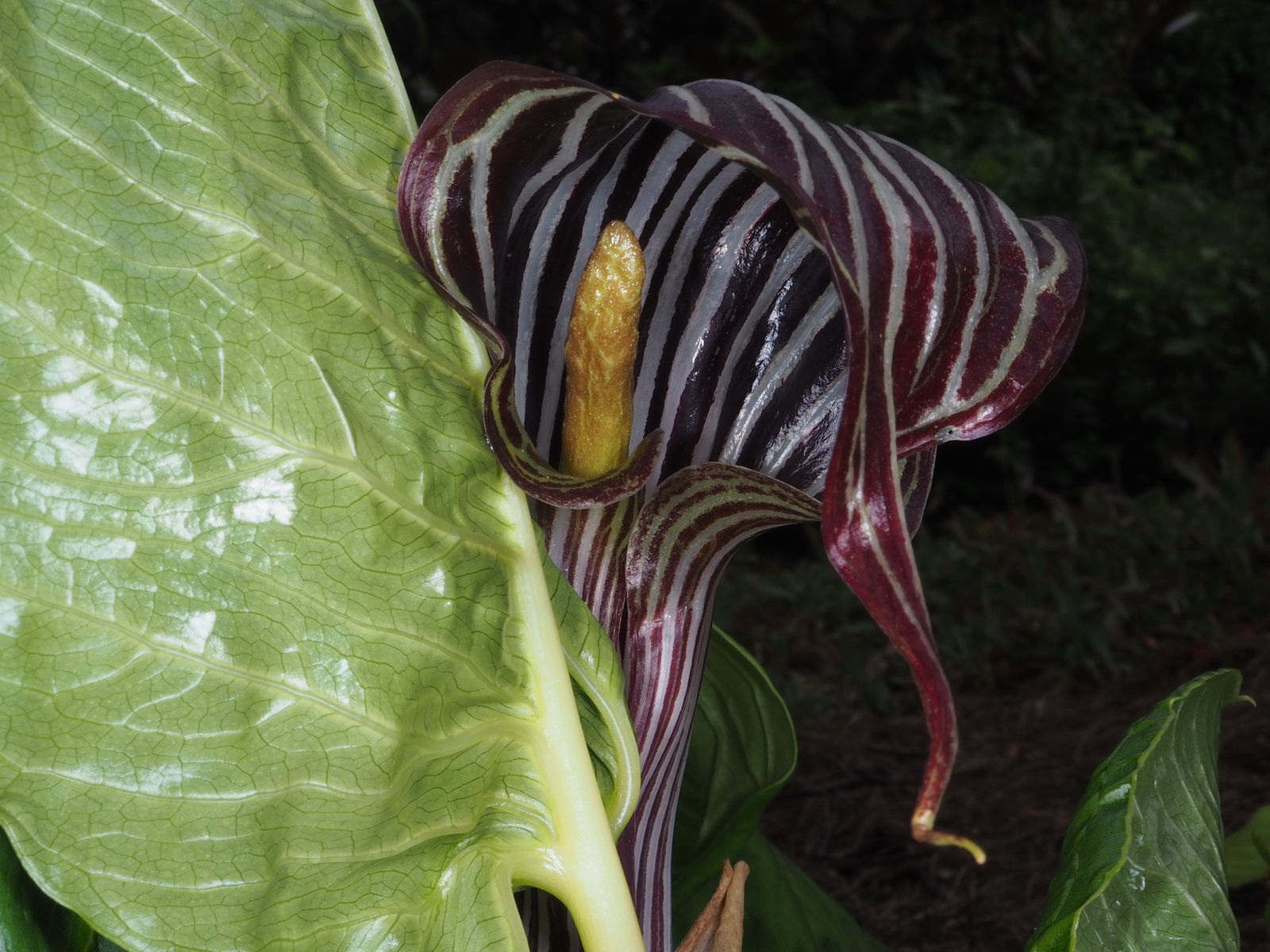 Arisaema propinquum