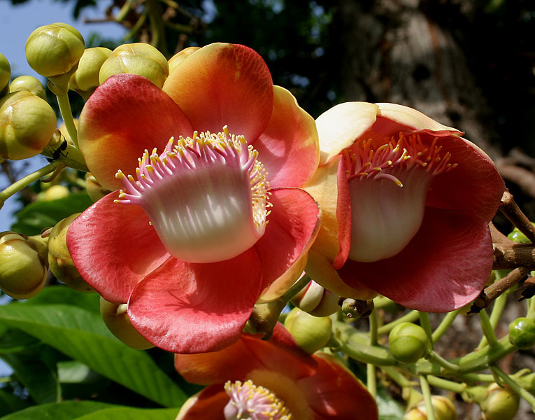 Couroupita guianensis