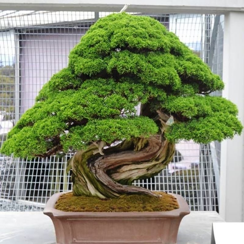 Cryptomeria japonica