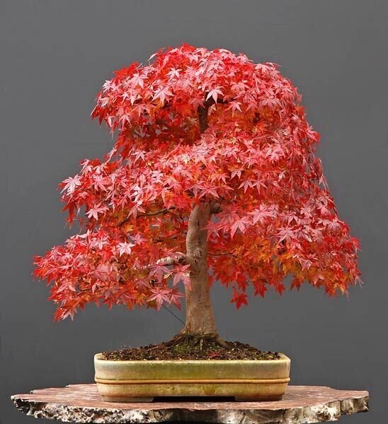 This is Acer Rubrum. The common name for this is Red Maple Bonsai Tree. Whimsy and Wonder Seeds sells the freshest of rare plant seeds. Other Common names for this rare bonsai tree plant are: Red Maple Bonsai Tree - Acer rubrum, Scarlet Maple, Red Maple. Check this Red Maple Bonsai Tree (Acer Rubrum) out along with all of  our other Bonsai Trees plant seeds here at Whimsy and Wonder Seeds. We ship these bonsai tree plants  seeds from Canada to anywhere in the World.
