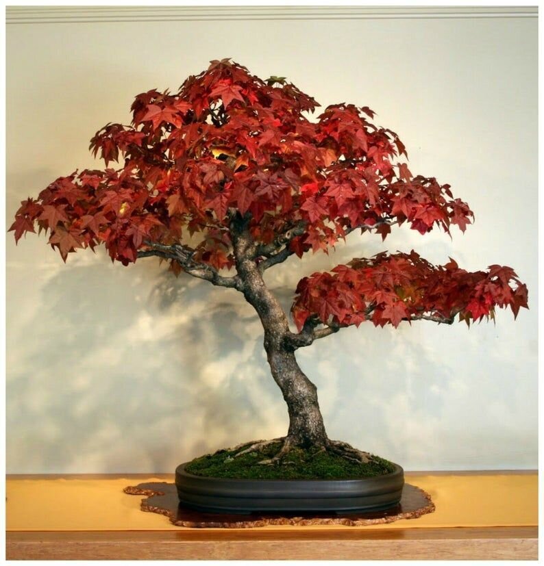Sweet Gum Bonsai Tree This is Liquidamber styraciflua. The common name for this is Sweet Gum Bonsai Tree. Whimsy and Wonder Seeds sells the freshest of rare plant seeds. Other Common names for this rare bonsai tree plant are: Sweet Gum Bonsai Tree: Liquidambar, American Sweet Gum, Red Gum, Star-Leaved Gum. Check this Sweet Gum Bonsai Tree (Liquidamber styraciflua) out along with all of our other Bonsai Trees plant seeds here at Whimsy and Wonder Seeds. We ship these bonsai tree plants seeds from Canada to anywhere in the World.