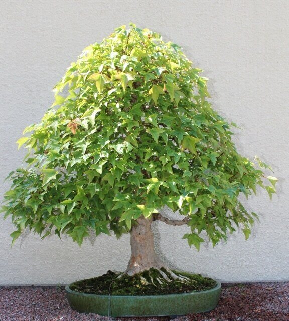 This is Acer buergerianum. The common name for this is Trident Maple Bonsai Tree. Whimsy and Wonder Seeds sells the freshest of rare plant seeds. Other Common names for this rare bonsai tree plant are: Trident Maple Bonsai Tree: Acer buergerianum, three-toothed maple, burgundy lace. Check this Trident Maple Bonsai Tree (Acer buergerianum) out along with all of  our other Bonsai Trees plant seeds here at Whimsy and Wonder Seeds. We ship these bonsai tree plants  seeds from Canada to anywhere in the World.