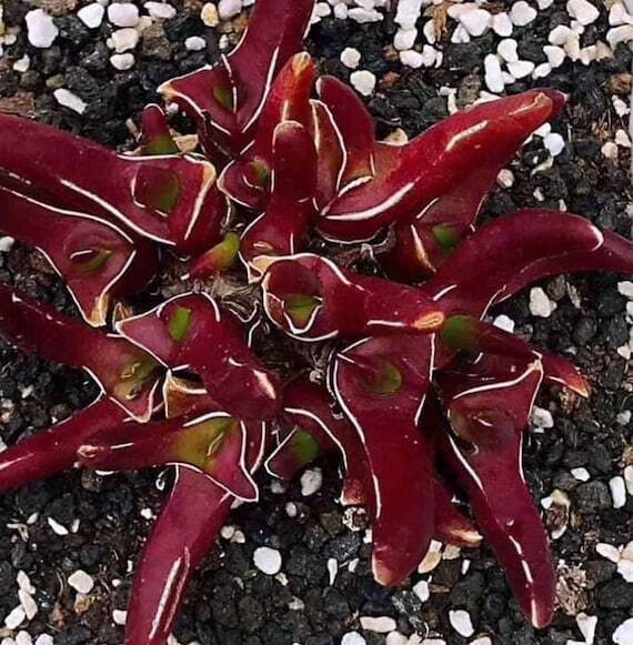 Glottiphyllum peersii