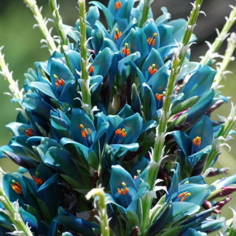 Puya alpestris