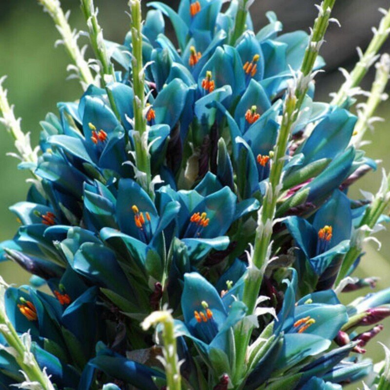 This is Puya alpestris. The common name for this is Sapphire Tower. Whimsy and Wonder Seeds sells the freshest of rare plant seeds. Other Common names for this rare bromeliad species are: Sapphire Tower: Blue cactus, Pincushion cactus. Check this Sapphire Tower (Puya alpestris) out along with all of our other Bromeliad plant seeds here at Whimsy and Wonder Seeds. We ship these Bromeliad plants seeds from Canada to anywhere in the World